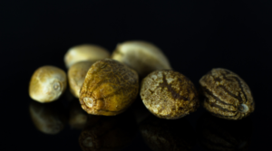 How to Choose Cannabis Seeds for Healthy Plants