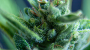 Top 7 Cannabis indica Strains Revealed