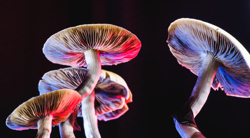 Ultimate Guide to Magic Mushrooms