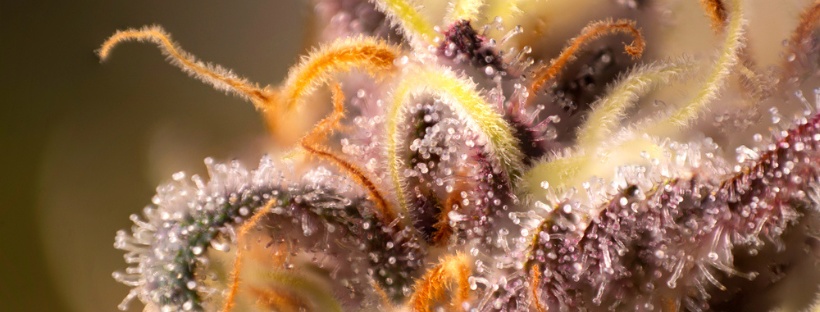 Common Cannabis Terpenes