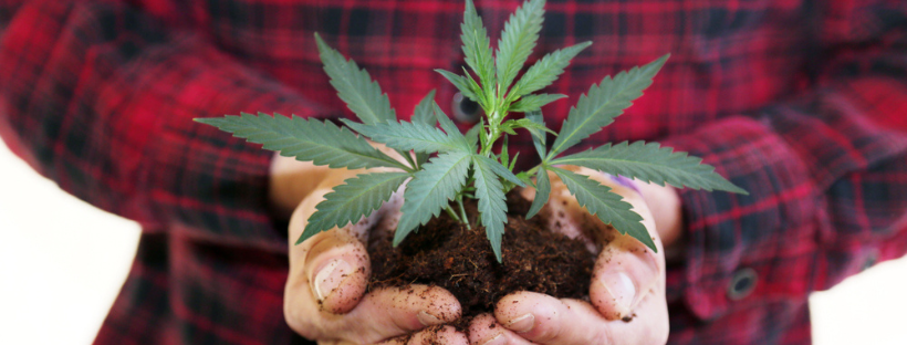 Transplanting Your Cannabis Clones