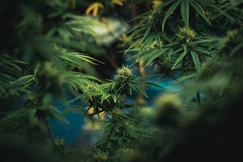 What is the Difference Between These Cannabis Strains